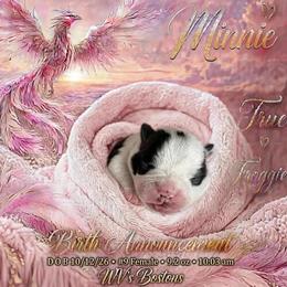 Minnie - Black and white female Boston Terrier puppy in North Central, Vermont from Windy Valley’s Bostons