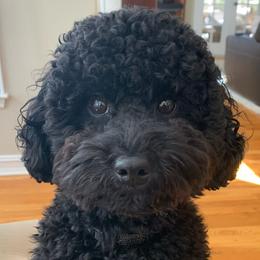 Louie - Australian Labradoodle