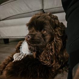 Brownie - Cocker Spaniel