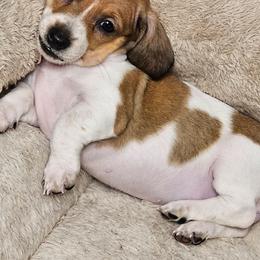 Peanut - Piebald female Dachshund puppy in Sturtevant, Wisconsin from Nicole's Dachshunds
