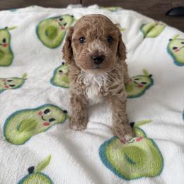 Goose - Buff and white male Cockapoo puppy in Mesa, Arizona from Goldenpaw Cockapoos