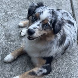 Stevie - Miniature American Shepherd