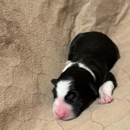 Girl 3 - Black and white female Border Collie puppy in Centerville, Washington from Forthright Farms
