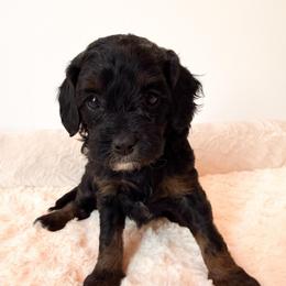 Sophia - Black and tan female Cavapoo puppy in Redding, California from O’Hara  Doodles