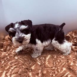 Frasier - Parti male Miniature Schnauzer puppy in Russell, Kentucky from Marjorie's Simply Schnauzer