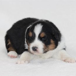 Begient - Black tri-color female Australian Shepherd puppy in Circleville, Utah from Canyon Creek Aussies
