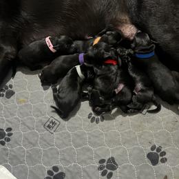 Labrador Retriever Puppies from Outlaw Ridge Kennels