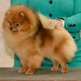 Donna - Orange sable female Pomeranian puppy in Spring Branch, Texas from Montefino Pomeranians