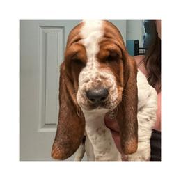 Boy 1 - Black brown and white male Basset Hound puppy in Knoxville, Tennessee from Jen's Bassets