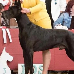Great Danes from EverAfter Danes