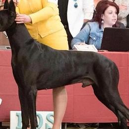 Great Danes from EverAfter Danes