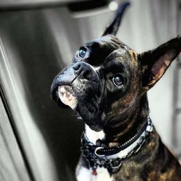 Star - Boxer