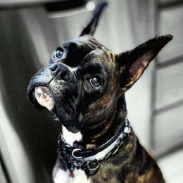 Star - Boxer