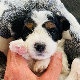 Bernedoodle Puppies from Renowned Bernedoodles