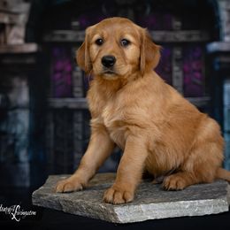 Boy 1 - Golden Retriever puppy in Anderson, California from Redtail Golden Retrievers