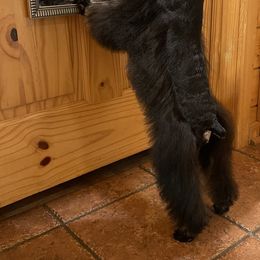 Phenley - Miniature Schnauzer