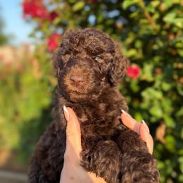 Clover - Brown male Poodle puppy in Midwest City, Oklahoma from Strawberry Hill Puppy Patch