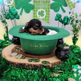 Maltese and Yorkshire Terrier Puppies from Tampa Teacup Puppies