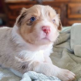 Loretta - Australian Shepherd puppy from Crazy Critters Aussies