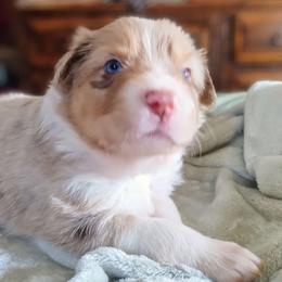 Loretta - Australian Shepherd puppy from Crazy Critters Aussies