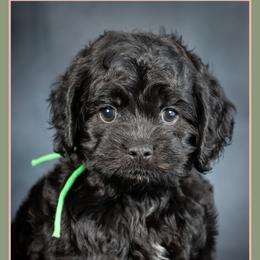 Haunt - Black and white male Cockapoo puppy in Connersville, Indiana from Deaz Doodle Ranch