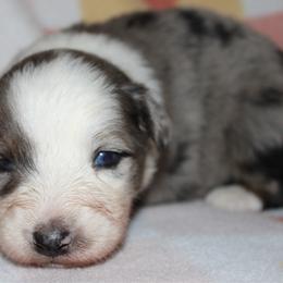 Zapps - Blue merle male Australian Shepherd puppy in Laurel, Mississippi from Reeves Australian Shepherds