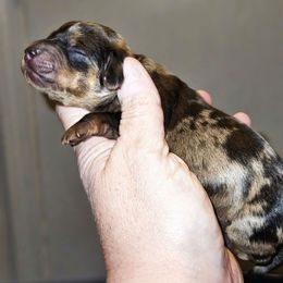 Girl 3 - Dapple female Dachshund puppy in Lansing, Michigan from Black Thunder 517 Cane Corso and Dachshunds