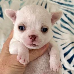 Lumiere - Cream and white male Chihuahua puppy in Spring Hill, Florida from Stardom Chihuahuas & CKCS