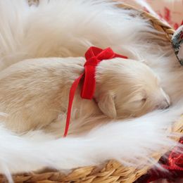 Girl - Cream female Dachshund puppy in Laurel, Mississippi from Kissinger Dachshunds