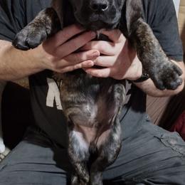 Brown boy - Brindle male Boerboel puppy in Dowagiac, Michigan from Flanders Kennels LLC