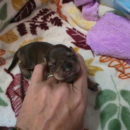 Girl 5 - Liver female Miniature Schnauzer puppy in Fredericksburg, Virginia from Jentz Family Schnauzers