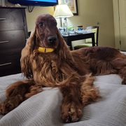 Nellie - Irish Setter