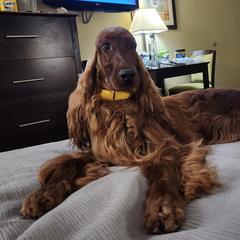 Nellie - Irish Setter