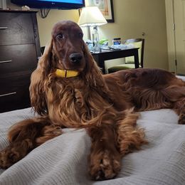 Nellie - Irish Setter