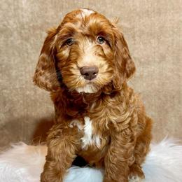 Cupid - Caramel male Australian Labradoodle puppy in Harrisonville, Missouri from Blessed Day Doodles