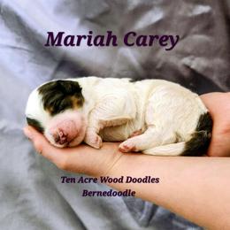 Mariah Carey - Grey and white female Bernedoodle puppy in Pollock Pines, California from Ten Acre Wood Doodles