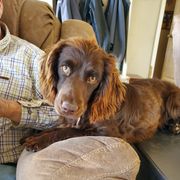 Shadow - Boykin Spaniel