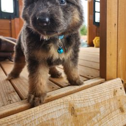 Rom - Blue female German Shepherd puppy in Los Lunas, New Mexico from Mali's German Shepherds