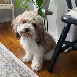 Aussiedoodle and Cavapoo All Grown Up from Blue Diamond Puppies