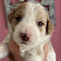 Girl 4 - Parti female Goldendoodle puppy in Placerville, California from New Dawn Poodles and Doodles
