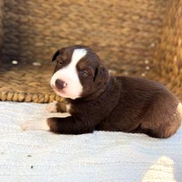 Sprinkles - Red tri-color female Australian Shepherd puppy in Unionville, Iowa from Soap Creek Kennels