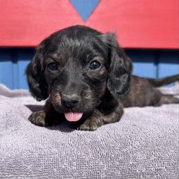 Miss Yellow - Brindle female Dachshund puppy in Willow Springs, Missouri from Krazy Acre Farm