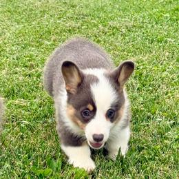 Mary - Blue female Pembroke Welsh Corgi puppy in Ashland, Ohio from SS Australian Shepherds