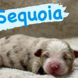 Sequoia - Red merle male Miniature Australian Shepherd puppy in South Central, Pennsylvania from Windy Hills Mini Aussies & Doodles