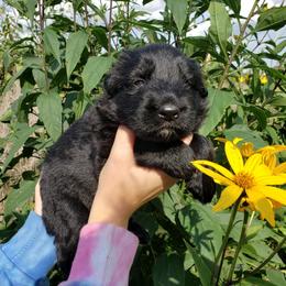 German Shepherd Puppies from Von Holtzapple German shepherds