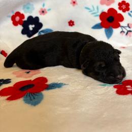 Jolt - Black and red male German Shepherd puppy in Coplay, Pennsylvania from By My Side Germans Shepherds & Dobermans