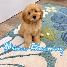 Prince Charming - Apricot male Cavapoo puppy in Buford, Georgia from Petite Posh Puppies