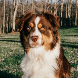 Gypsy - Australian Shepherd