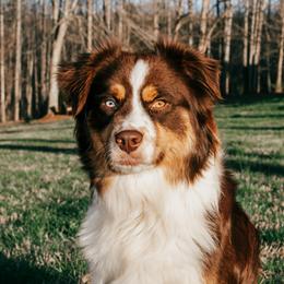 Gypsy - Australian Shepherd