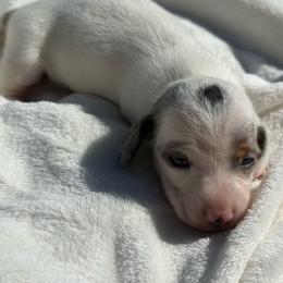 AKC Black and tan dapple piebald smooth coat - Piebald male Dachshund puppy in Anderson, California from Golden Paws Dachshunds